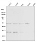 Anti-BNIP3 Rabbit Monoclonal Antibody